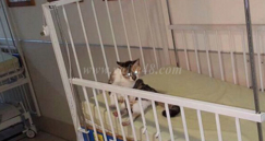 صور: قطط تتجول في أقسام مستشفى فولفسون بيافا ..!!؟؟